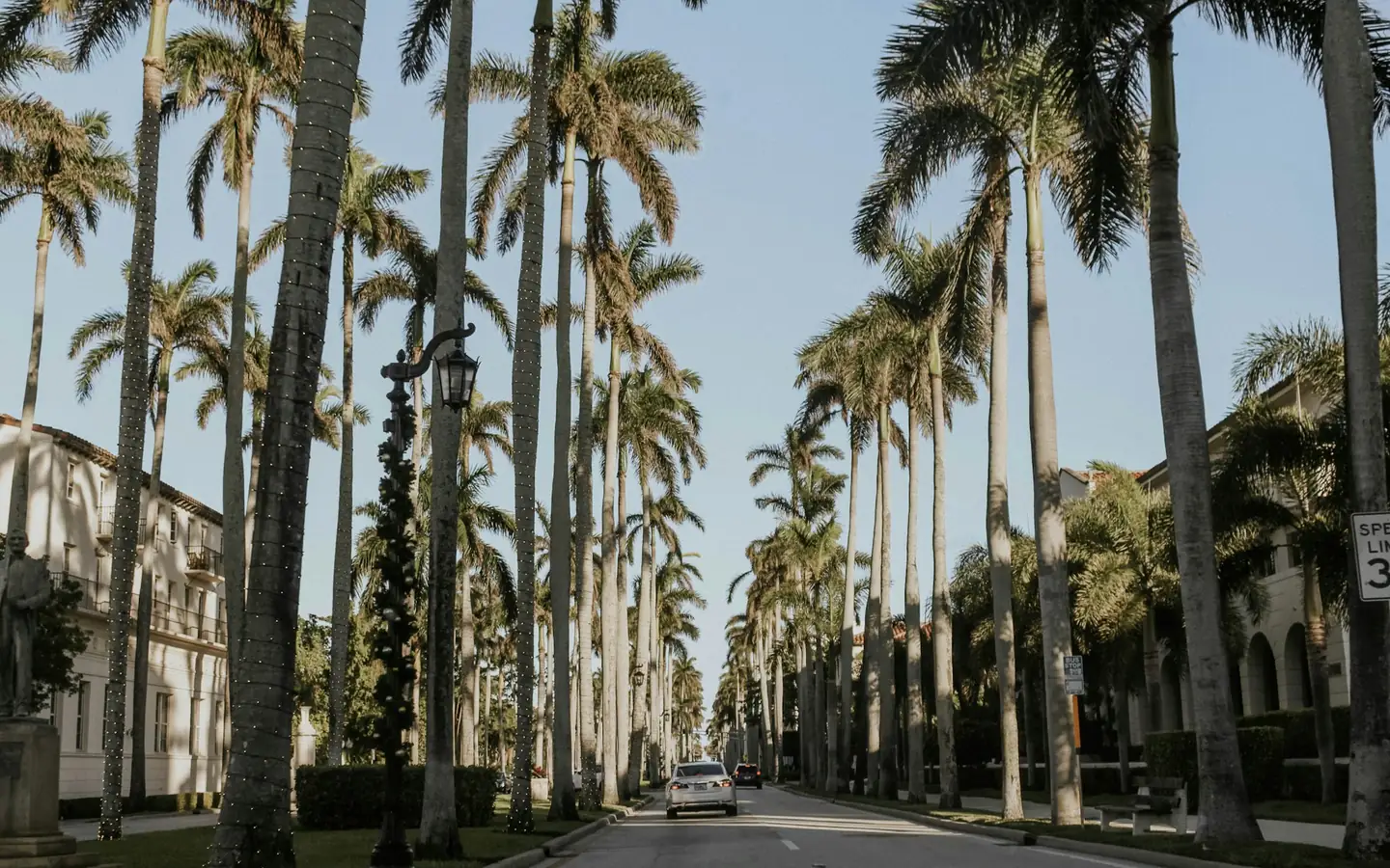 Un auto por una avenida bordeada de altas palmas reales
