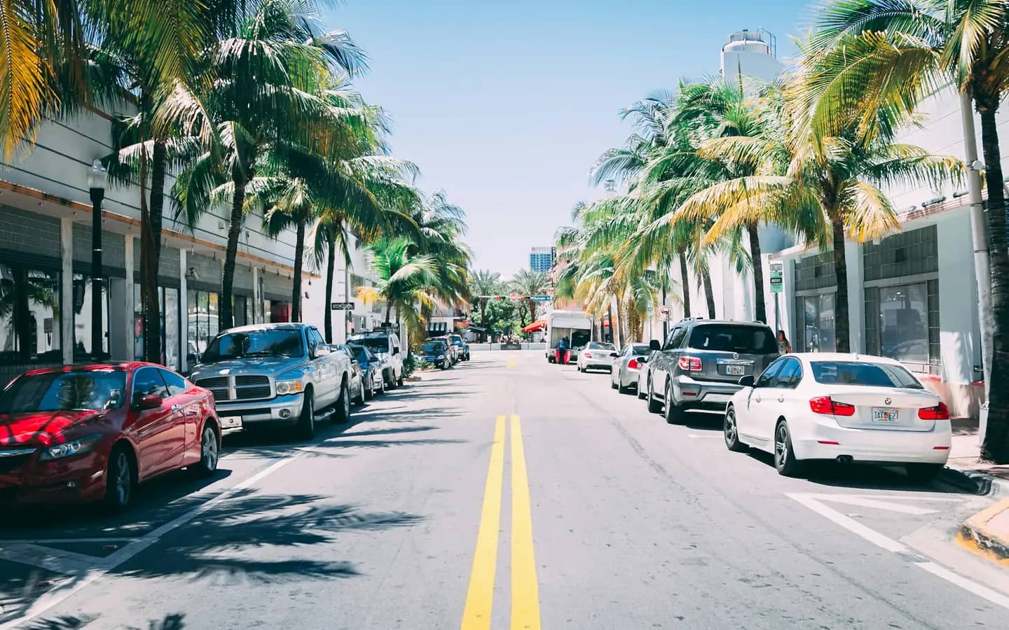 Cars parked under palm trees on a sunny day