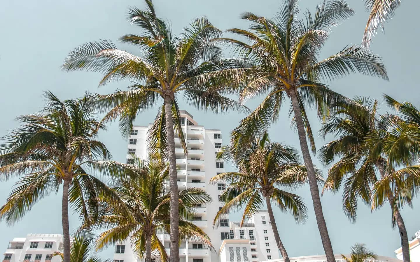 High-rise condo towers behind coconut palms